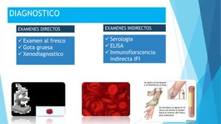 DIAGNOSTICO
EXAMENES DIRECTOS EXAMENES INDIRECTOS
 Examen al fresco
 Gota gruesa
 Xenodiagnostico
 Serologia
 ELISA
 Inmunoflorscencia
indirecta IFI
 