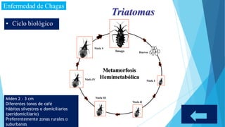 Enfermedad de Chagas
Metamorfosis
Hemimetabólica
Imago Huevos
Ninfa V
Ninfa IV
Ninfa III
Ninfa II
Ninfa I
• Ciclo biológico
Triatomas
Miden 2 - 3 cm
Diferentes tonos de café
Hábitos silvestres o domiciliarios
(peridomiciliario)
Preferentemente zonas rurales o
suburbanas
 