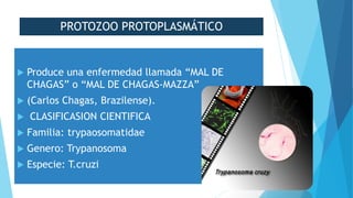 PROTOZOO PROTOPLASMÁTICO
 Produce una enfermedad llamada “MAL DE
CHAGAS” o “MAL DE CHAGAS-MAZZA”
 (Carlos Chagas, Brazilense).
 CLASIFICASION CIENTIFICA
 Familia: trypaosomatidae
 Genero: Trypanosoma
 Especie: T.cruzi
 