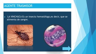 AGENTE TRASMISOR
 LA VINCHUCA Es un insecto hematófago,es decir, que se
alimenta de sangre.
 