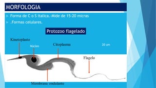 MORFOLOGIA
 Forma de C o S italica.-Mide de 15-20 micras
 .Formas celulares.
Núcleo 20 um
Protozoo flagelado
 