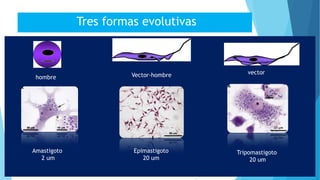 Tres formas evolutivas
Amastigoto
2 um
Epimastigoto
20 um
Tripomastigoto
20 um
hombre
vectorVector-hombre
 