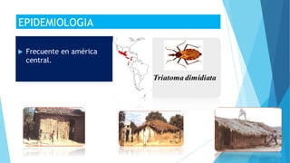 EPIDEMIOLOGIA
 Frecuente en américa
central.
 