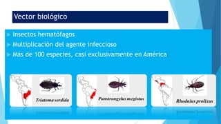 Vector biológico
 Insectos hematófagos
 Multiplicación del agente infeccioso
 Más de 100 especies, casi exclusivamente en América
 