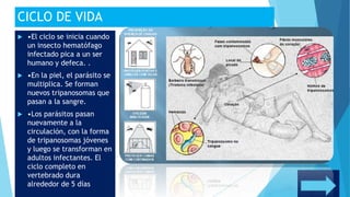 CICLO DE VIDA
 •El ciclo se inicia cuando
un insecto hematófago
infectado pica a un ser
humano y defeca. .
 •En la piel, el parásito se
multiplica. Se forman
nuevos tripanosomas que
pasan a la sangre.
 •Los parásitos pasan
nuevamente a la
circulación, con la forma
de tripanosomas jóvenes
y luego se transforman en
adultos infectantes. El
ciclo completo en
vertebrado dura
alrededor de 5 días
 