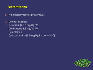 Tripanosoma evansi equino | PDF