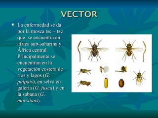 La enfermedad se da por la mosca tse – tse que  se encuentra en africa sub-saharina y África central Principalmente se encuentran en la vegetación costera de ríos y lagos ( G. palpais ), en selva en galería ( G. fusca ) y en la sabana ( G. morsitans ).  