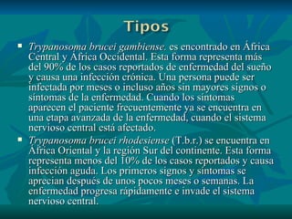 Trypanosoma brucei gambiense.  es encontrado en África Central y África Occidental. Esta forma representa más del 90% de los casos reportados de enfermedad del sueño y causa una infección crónica. Una persona puede ser infectada por meses o incluso años sin mayores signos o síntomas de la enfermedad. Cuando los síntomas aparecen el paciente frecuentemente ya se encuentra en una etapa avanzada de la enfermedad, cuando el sistema nervioso central está afectado.  Trypanosoma brucei rhodesiense  (T.b.r.) se encuentra en África Oriental y la región Sur del continente. Esta forma representa menos del 10% de los casos reportados y causa infección aguda. Los primeros signos y síntomas se aprecian después de unos pocos meses o semanas. La enfermedad progresa rápidamente e invade el sistema nervioso central.  