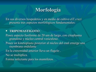 Morfología En sus diversos hospederos y en medio de cultivo el T.cruzi  presenta tres aspectos morfológicos fundamentales:  TRIPOMASTIGOTO  :  Posee aspecto fusiforme de 20 um de largo, con citoplasma granuloso y núcleo central vesiculoso. Posee un kinetoplasto posterior al núcleo del cual emerge una membrana ondulante  En la extremidad anterior lleva un flagelo . No se multiplica. Forma infectante para los mamiferos. 