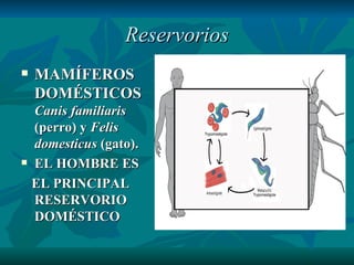 Reservorios MAMÍFEROS DOMÉSTICOS  Canis familiaris   (perro) y  Felis domesticus  ( gato). EL HOMBRE ES  EL PRINCIPAL RESERVORIO DOMÉSTICO 