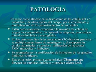 PATOLOGIA Consiste esencialmente en la destrucción de las celulas del s.r. endotelial y de otros tejidos del cuerpo, por el crecimiento y multiplicación de los parásitos dentro de las células. Están particularmente expuestas a la invasión las células de origen mesenquimatoso, en especial las adiposas, miocárdicas, reticuloendoteliales y neurogliales. En los  primeros días de la inoculación (3-5 dias) los parásitos se multiplican en forma de amastigotes   y, al romperse las células parasitadas, se produce  infiltración de leucocitos PMN, monocitos y linfocitos. Se acompaña por la proliferación de histiocitos de los ganglios linfáticos contiguos. Esta es la lesión primaria característica ( Chagoma)  que bloquea los capilares linfáticos y produce edema local. 