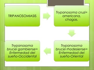Trypanosoma cruzi=
TRIPANOSOMIASIS         americana,
                         chagas.




   Trypanosoma          Trypanosoma
brucei gambiense=   brucei rhodesiense=
 Enfermedad del       Enfermedad del
sueño-Occidental       sueño-Oriental
 