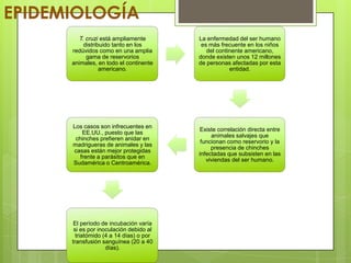 EPIDEMIOLOGÍA
         T. cruzi está ampliamente       La enfermedad del ser humano
           distribuido tanto en los       es más frecuente en los niños
      redúvidos como en una amplia          del continente americano,
            gama de reservorios          donde existen unos 12 millones
      animales, en todo el continente    de personas afectadas por esta
                  americano.                         entidad.




      Los casos son infrecuentes en
                                         Existe correlación directa entre
          EE.UU., puesto que las
                                              animales salvajes que
       chinches prefieren anidar en
                                          funcionan como reservorio y la
      madrigueras de animales y las
                                              presencia de chinches
      casas están mejor protegidas
                                         infectadas que subsisten en las
         frente a parásitos que en
                                            viviendas del ser humano.
      Sudamérica o Centroamérica.




       El período de incubación varía
       si es por inoculación debido al
        triatómido (4 a 14 días) o por
      transfusión sanguínea (20 a 40
                    días).
 