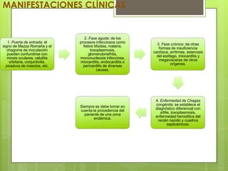 MANIFESTACIONES CLÍNICAS


                                   2. Fase aguda: de los
   1. Puerta de entrada: el     procesos infecciosos como
                                                                3. Fase crónica: de otras
signo de Mazza Romaña y el        fiebre tifoidea, malaria,
                                                                 formas de insuficiencia
   chagoma de inoculación              toxoplasmosis,
                                                              cardíaca, arritmias, estenosis
   pueden confundirse con             glomerulonefritis,
                                                                del esófago, miocarditis y
   miosis oculares, celulitis   mononucleosis infecciosa,
                                                                 megavísceras de otros
    orbitaria, conjuntivitis,   miocarditis, endocarditis o
                                                                        orígenes.
  picadura de insectos, etc.      pericarditis de diversas
                                           causas.




                                                               4. Enfermedad de Chagas
                                                               congénita: se establece el
                                Siempre se debe tomar en
                                                               diagnóstico diferencial con
                                cuenta la procedencia del
                                                                  sífilis, toxoplasmosis,
                                  paciente de una zona
                                                               enfermedad hemolítica del
                                       endémica.
                                                                recién nacido y cuadros
                                                                        septicémicos.
 
