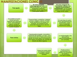 MANIFESTACIONES CLÍNICAS
                                     A) como complejo                      B) como chagoma de
                                oftalmoganglional (signo de              inoculación cutánea, con
                                Mazza-Romaña), con edema                  aspecto forunculoide o
           Fase aguda
                                   bipalpebral unilateral y             erisipelatoide, que se puede
                                congestión de las conjuntivas            ulcerar en la parte central y
                                   y adenopatía satélite, o                  luego formar costra.




    Es posible la muerte
                             Presenta fiebre, escalofríos, malestar
       pocas semanas                                                           En esta fase el cuadro
                              general, mialgias y astenia. Pueden
   después de la aparición                                                    clínico generalmente es
                               existir parásitos en la sangre; sin
    de la sintomatología                                                         asintomático, sobre
                                 embargo, son escasos en los
      aguda, aunque el                                                            todo en pacientes
                               pacientes mayores de un año de
    paciente también se                                                          mayores de 5 años.
                                              edad.
      puede recuperar




                               Hepatoesplenomegalia, miocarditis e
                             hipertrofia del esófago y el colon, como          La cardiomegalia y las
                              consecuencia de la destrucción de las                 alteraciones
       Fase crónica
                             células nerviosas (plexo de Auerbach) y            electrocardiográficas
                             otros tejidos encargados de controlar el              son comunes.
                                    tamaño de estos órganos.




                                                                                  Puede producir
                                             Casos de muerte súbita
                                                                                 granulomas en el
                                              por bloqueo cardíaco
                                                                               cerebro con formación
                                                completo y lesión
                                                                                    de quistes y
                                                    cerebral.
                                                                                meningoencefalitis.
 