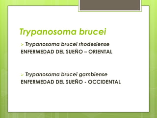 Trypanosoma brucei
 Trypanosoma brucei rhodesiense
ENFERMEDAD DEL SUEÑO – ORIENTAL



 Trypanosoma brucei gambiense
ENFERMEDAD DEL SUEÑO - OCCIDENTAL
 