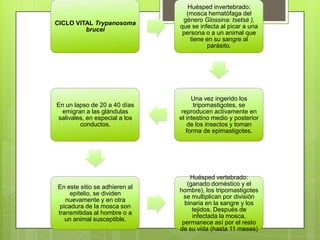 Huésped invertebrado:
                                 (mosca hematófaga del
                                género Glossina: tsetsé ),
CICLO VITAL Trypanosoma
                               que se infecta al picar a una
         brucei
                                persona o a un animal que
                                   tiene en su sangre al
                                         parásito.




                                    Una vez ingerido los
En un lapso de 20 a 40 días          tripomastigotes, se
 emigran a las glándulas        reproducen activamente en
salivales, en especial a los   el intestino medio y posterior
        conductos.                de los insectos y toman
                                  forma de epimastigotes.




                                   Huésped vertebrado:
                                  (ganado doméstico y el
En este sitio se adhieren al
                               hombre), los tripomastigotes
     epitelio, se dividen
                                se multiplican por división
   nuevamente y en otra
                                 binaria en la sangre y los
 picadura de la mosca son
                                    tejidos. Después de
transmitidas al hombre o a
                                    infectada la mosca,
   un animal susceptible.
                                permanece así por el resto
                               de su vida (hasta 11 meses)
 