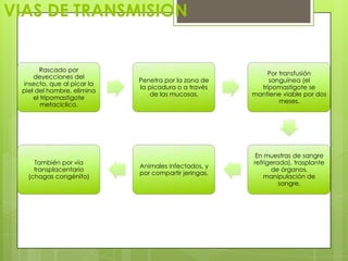 VIAS DE TRANSMISION


       Rascado por
                                                          Por transfusión
     deyecciones del
                            Penetra por la zona de         sanguínea (el
 insecto, que al picar la
                            la picadura o a través      tripomastigote se
 piel del hombre, elimina
                                de las mucosas.       mantiene viable por dos
     el tripomastigote
                                                              meses.
        metacíclico.




                                                       En muestras de sangre
     También por vía                                  refrigerada), trasplante
                            Animales infectados, y
     transplacentario                                       de órganos,
                            por compartir jeringas.
   (chagas congénito)                                     manipulación de
                                                               sangre.
 
