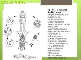 CICLO VITAL
              Fig. 81.1. El huésped
              final (a) le da
              sangre infestada a la
              mosca tsetsé,
              especialmente a
              Glossina palpalis
              y otras especies de los
              ríos (b). Los
              tripomastigotes son
              ingeridos por la mosca
              y cambian a
              epimastigotes
              que se dirigen a las
              glándulas salivales,
              donde se multiplican
              (c) y cambian a
              tripomastigotes
              metacíclicos
              infectantes
              (d), etapa que
              infecta al huésped
 