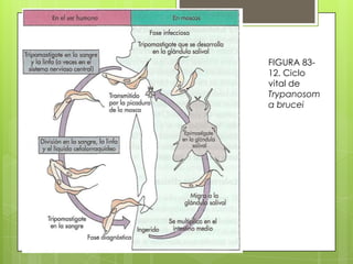 FIGURA 83-
12. Ciclo
vital de
Trypanosom
a brucei
 