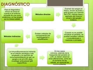 DIAGNÓSTICO
                                                                             Examen de sangre en
  Para el diagnóstico
                                                                           fresco, tinción de frotis y
   clínico se toma en
                                                                           gota gruesa con Giemsa
  cuenta si el enfermo
                                           Métodos directos                del LCR, médula ósea y
 procede de una zona
                                                                             aspirado del chancro
endémica y si fue picado
                                                                              inicial o del ganglio
  por la mosca setsét.
                                                                                    linfático.




                                                                            Cuando no es posible
                                       Existen métodos de
                                                                           visualizar el parásito, se
                                        concentración por
  Métodos indirectos                                                       pueden emplear cultivos
                                         centrifugación o
                                                                               o inoculaciones a
                                          ultrafiltración.
                                                                             roedores o primates.




        La inmunofluorescencia indirecta                         En los casos
          es el método serológico más                      crónicos, además de la
           empleado y la reacción de                      búsqueda del parásito en
         inmunoprecipitación en gel, en                   LCR, se deben observar
            sangre o en el LCR, para                     otras alteraciones, como es
           investigar anticuerpos IgM                         el aumento de las
                   específicos.                            células, en especial las
                                                               mononucleadas.
 