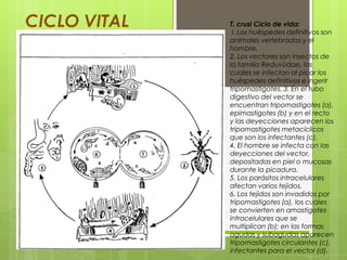 CICLO VITAL   T. cruzi Ciclo de vida:
               I. Los huéspedes definitivos son
              animales vertebrados y el
              hombre.
              2. Los vectores son insectos de
              la familia Reduvüdae, los
              cuales se infectan al picar los
              huéspedes definitivos e ingerir
              tripomastigotes. 3. En el tubo
              digestivo del vector se
              encuentran tripomastigotes (a),
              epimastigotes (b) y en el recto
              y las deyecciones aparecen los
              tripomastigotes metacíclicos
              que son los infectantes (c).
              4. El hombre se infecta con las
              deyecciones del vector,
              depositadas en piel o mucosas
              durante la picadura.
              5. Los parásitos intracelulares
              afectan varios tejidos.
              6. Los tejidos son invadidos por
              tripomastigotes (a), los cuales
              se convierten en amastigotes
              intracelulares que se
              multiplican (b); en las formas
              agudas y subagudas aparecen
              tripomastigotes circulantes (c),
              infectantes para el vector (d).
 