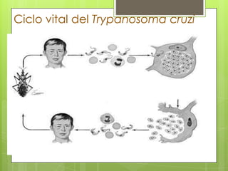 Ciclo vital del Trypanosoma cruzi
 