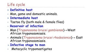 Winterbutton Sign INTERNAL MEDICINE, INFECTIOUS DISEASES TRIPANOSOMIASIS.pptx