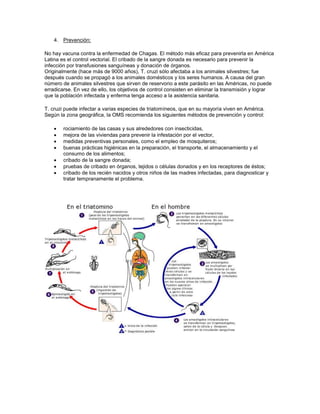 4. Prevención:
No hay vacuna contra la enfermedad de Chagas. El método más eficaz para prevenirla en América
Latina es el control vectorial. El cribado de la sangre donada es necesario para prevenir la
infección por transfusiones sanguíneas y donación de órganos.
Originalmente (hace más de 9000 años), T. cruzi sólo afectaba a los animales silvestres; fue
después cuando se propagó a los animales domésticos y los seres humanos. A causa del gran
número de animales silvestres que sirven de reservorio a este parásito en las Américas, no puede
erradicarse. En vez de ello, los objetivos de control consisten en eliminar la transmisión y lograr
que la población infectada y enferma tenga acceso a la asistencia sanitaria.
T. cruzi puede infectar a varias especies de triatomíneos, que en su mayoría viven en América.
Según la zona geográfica, la OMS recomienda los siguientes métodos de prevención y control:
 rociamiento de las casas y sus alrededores con insecticidas,
 mejora de las viviendas para prevenir la infestación por el vector,
 medidas preventivas personales, como el empleo de mosquiteros;
 buenas prácticas higiénicas en la preparación, el transporte, el almacenamiento y el
consumo de los alimentos;
 cribado de la sangre donada;
 pruebas de cribado en órganos, tejidos o células donados y en los receptores de éstos;
 cribado de los recién nacidos y otros niños de las madres infectadas, para diagnosticar y
tratar tempranamente el problema.
 