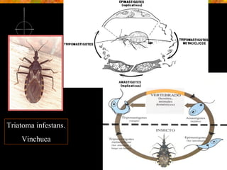 Triatoma infestans. Vinchuca 