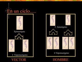 En un ciclo..... 2  Tripomastigotes Epimastigote VECTOR HOMBRE 2  Amastigotes 4 Tripomastigotes 