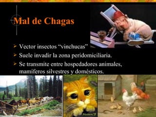 Mal de Chagas Vector insectos “vinchucas” Suele invadir la zona peridomiciliaria. Se transmite entre hospedadores animales, mamíferos silvestres y domésticos.   