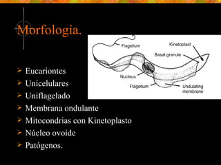 Morfología. Eucariontes Unicelulares Uniflagelado Membrana ondulante Mitocondrias con Kinetoplasto Núcleo ovoide Patógenos. 