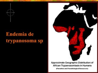 Endemia de trypanosoma sp 