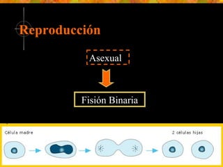 Reproducción Asexual Fisión Binaria 