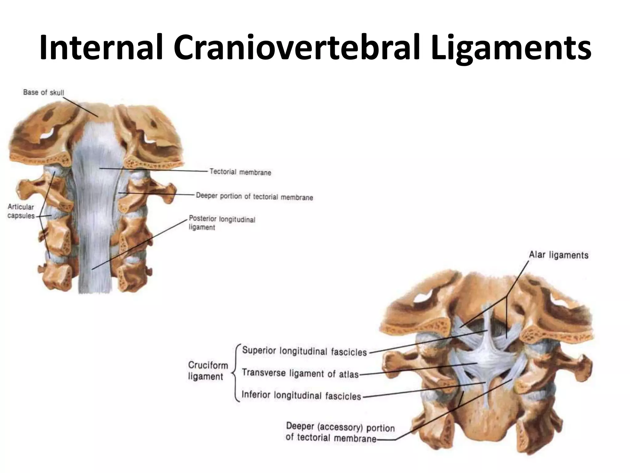 Internal Craniovertebral Ligaments
 