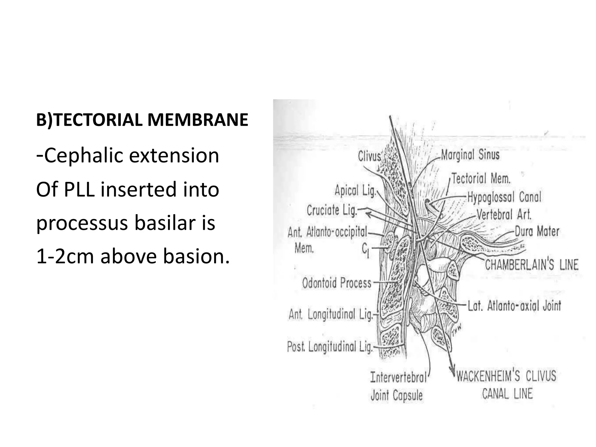 B)TECTORIAL MEMBRANE
-Cephalic extension
Of PLL inserted into
processus basilar is
1-2cm above basion.
 