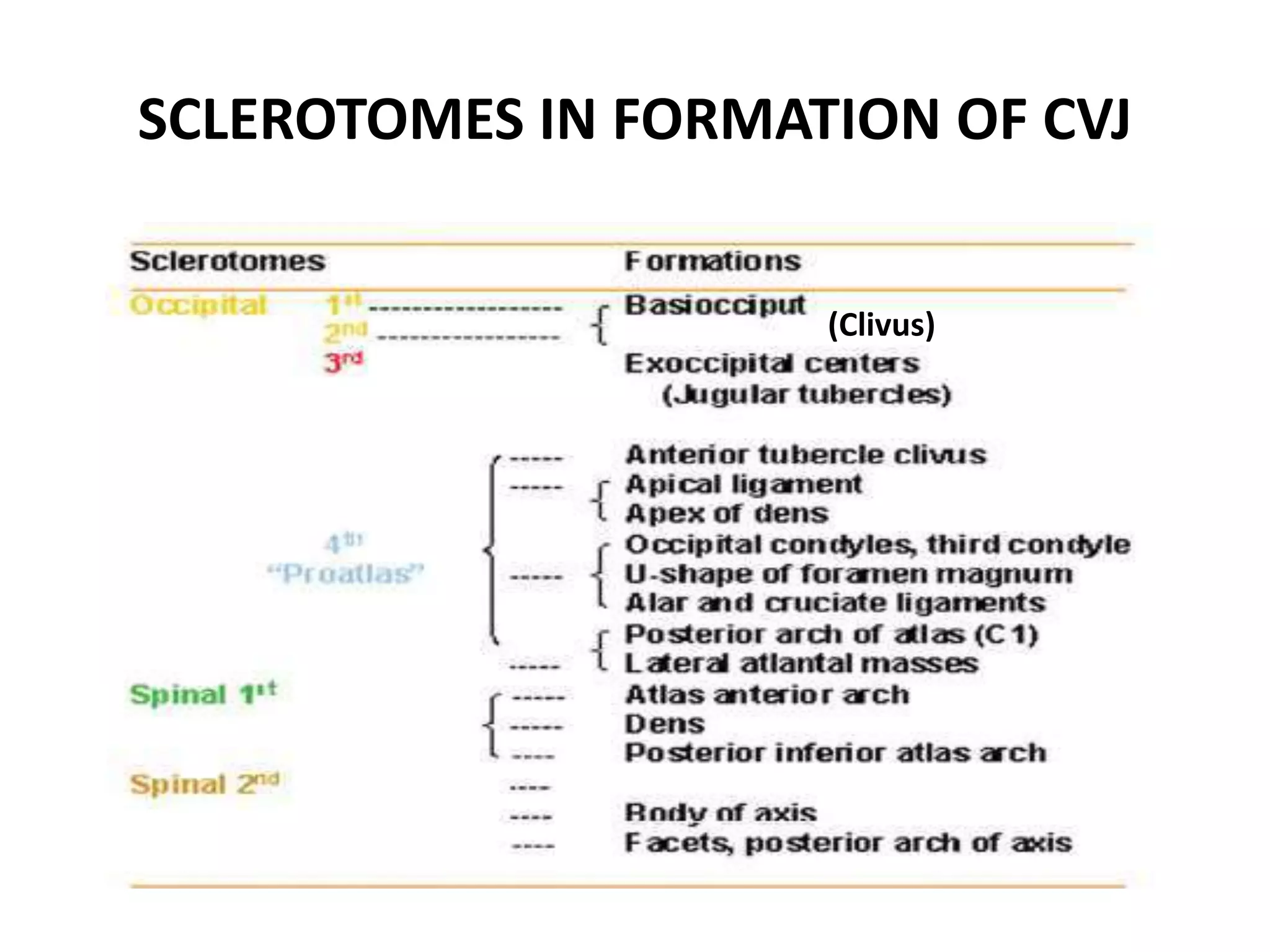 SCLEROTOMES IN FORMATION OF CVJ
(Clivus)
 