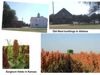 Old West buildings In Abilene Sorghum fields in Kansas 