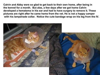 Calvin and Abby were so glad to get back to their own home, after being in the kennel for a month.  But alas, a few days after we got home Calvin  developed a hematoma in his ear and had to have surgery to remove it. These pictures are right after he came home from the vet. He is not a happy camper with his lampshade collar.  Notice the cute bandage wrap on his leg from the IV. 