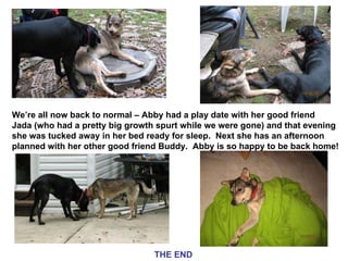 We’re all now back to normal – Abby had a play date with her good friend Jada (who had a pretty big growth spurt while we were gone) and that evening she was tucked away in her bed ready for sleep.  Next she has an afternoon planned with her other good friend Buddy.  Abby is so happy to be back home! THE END 