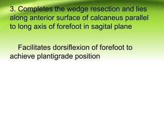 3. Completes the wedge resection and lies
along anterior surface of calcaneus parallel
to long axis of forefoot in sagital plane
Facilitates dorsiflexion of forefoot to
achieve plantigrade position
 