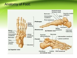 Anatomy of Foot:
 