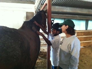 MHM Funded Partner Spotlight - Triple H Equitherapy Center