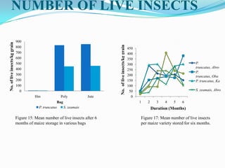 NUMBER OF LIVE INSECTS
0
100
200
300
400
500
600
700
800
900
Hm Poly Jute
P. truncatus S. zeamais
No.ofliveinsects/kggrain
Bag
Figure 15: Mean number of live insects after 6
months of maize storage in various bags
0
50
100
150
200
250
300
350
400
450
1 2 3 4 5 6
P.
truncatus, Abro
P.
truncatus, Oba
P. truncatus, Ka
S. zeamais, Abro
No.ofliveinsects/kggrain
Duration (Months)
Figure 17: Mean number of live insects
per maize variety stored for six months.
 