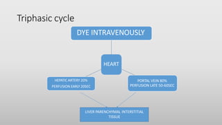 Triphasic cycle
HEART
DYE INTRAVENOUSLY
PORTAL VEIN 80%
PERFUSION LATE 50-60SEC
HEPATIC ARTERY 20%
PERFUSION EARLY 20SEC
LIVER PARENCHYMAL INTERSTITIAL
TISSUE
 