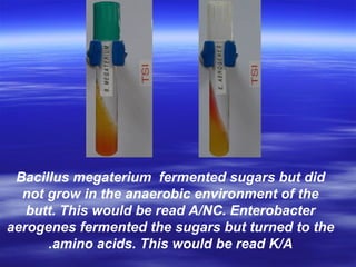 Bacillus megaterium fermented sugars but did
not grow in the anaerobic environment of the
butt. This would be read A/NC. Enterobacter
aerogenes fermented the sugars but turned to the
amino acids. This would be read K/A.
 