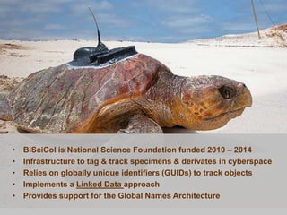 •   BiSciCol is National Science Foundation funded 2010 – 2014
•   Infrastructure to tag & track specimens & derivates in cyberspace
•   Relies on globally unique identifiers (GUIDs) to track objects
•   Implements a Linked Data approach
•   Provides support for the Global Names Architecture
 