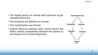 • The diploid plants are treated with colchicine to get
tetraploid plant (4n).
• The tetraploid and diploids are crossed.
• Thus triploid plant was formed.
• Triploid efficiency depends upon several factors like
Pollen viability, compatibility between the parents or
the frequency of unreduced gametes.
Triploidy…
13
 