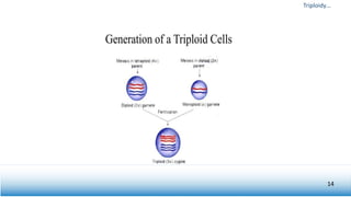 Triploidy…
14
 